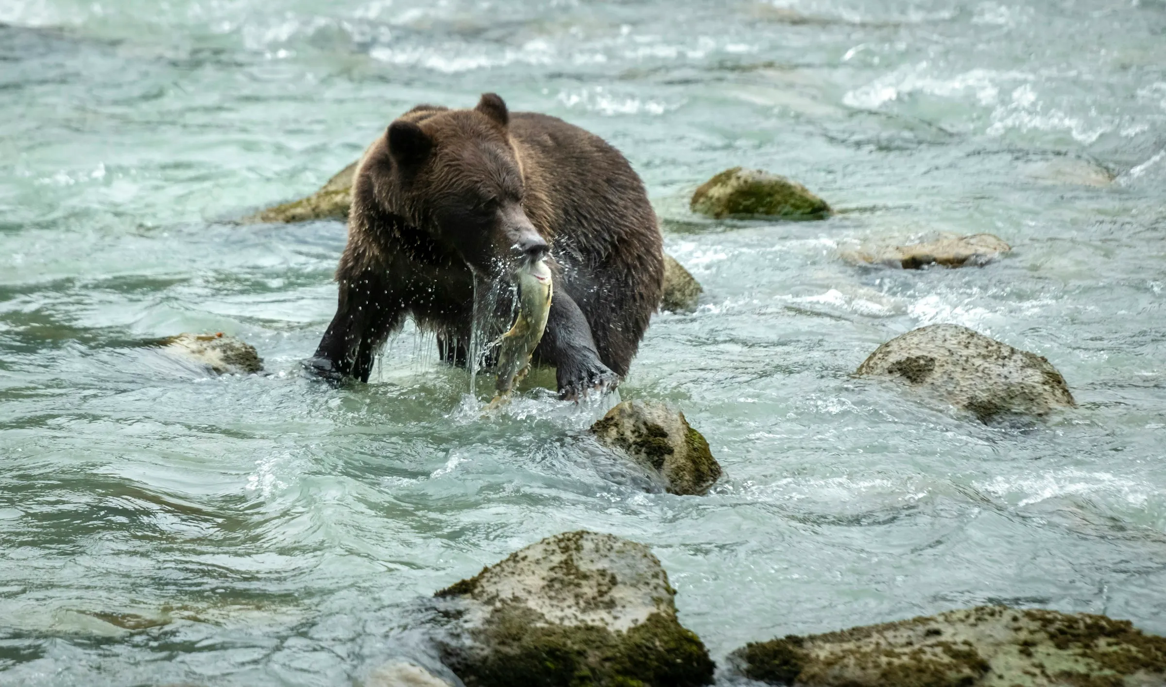 A brown bear splashing through a river with a salmon