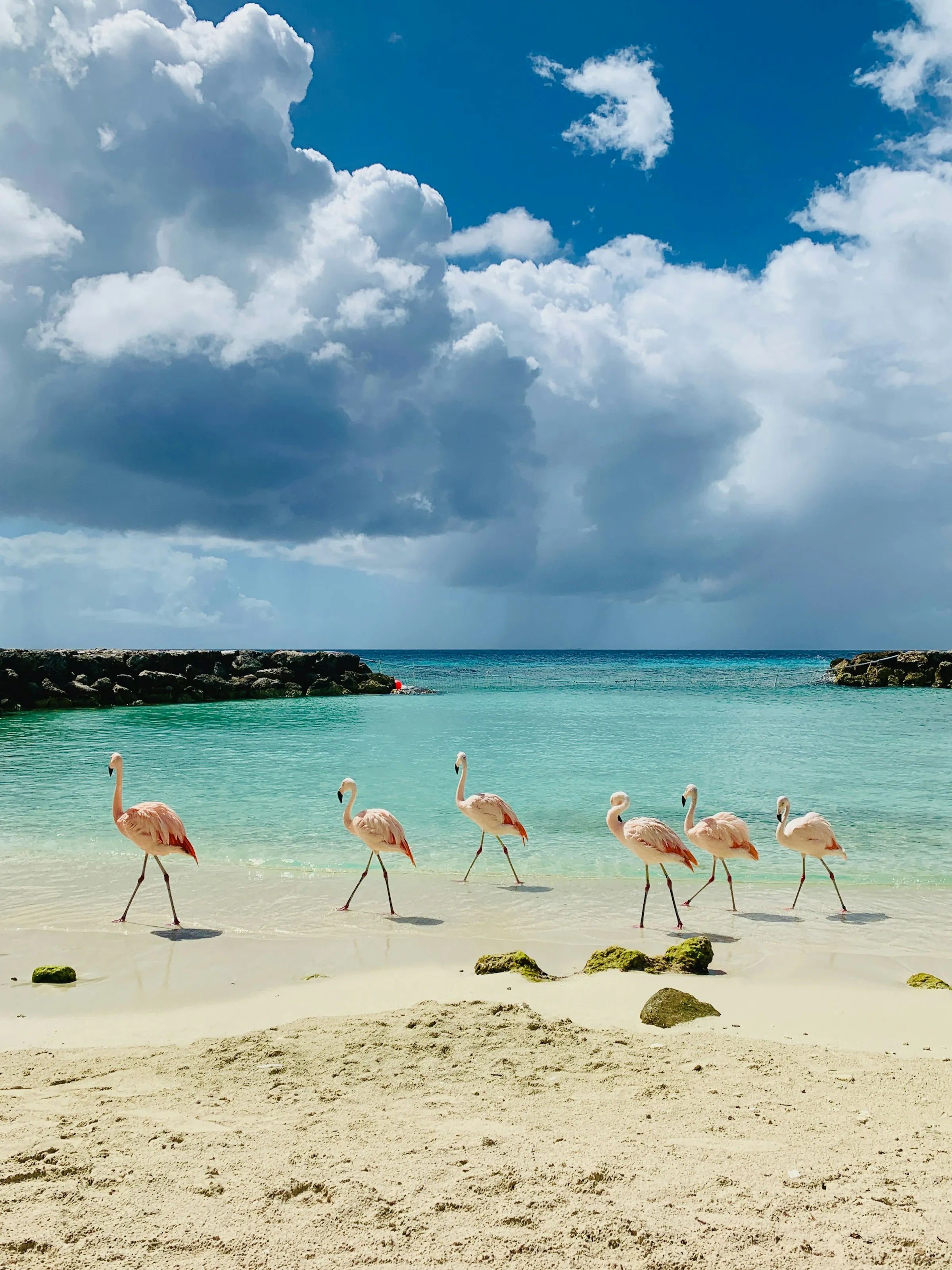 Flamingos wading on a bright Aruba beach