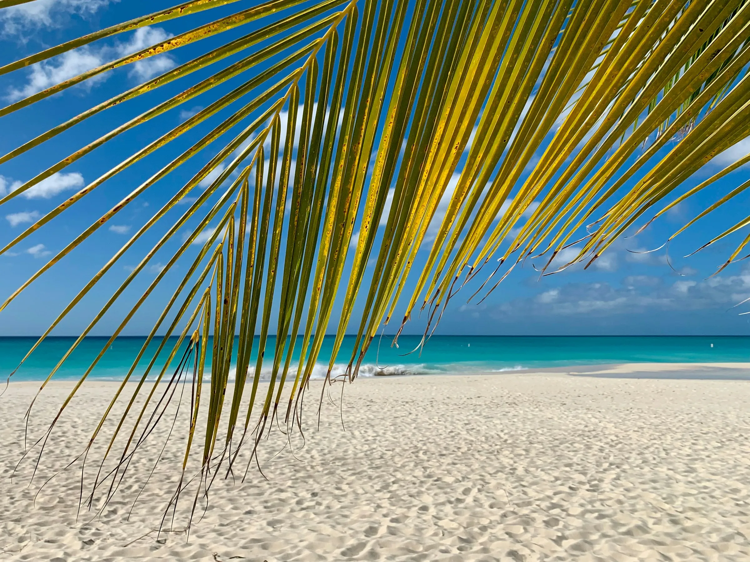 Palm fronds over powder-white Gulf Coast sand