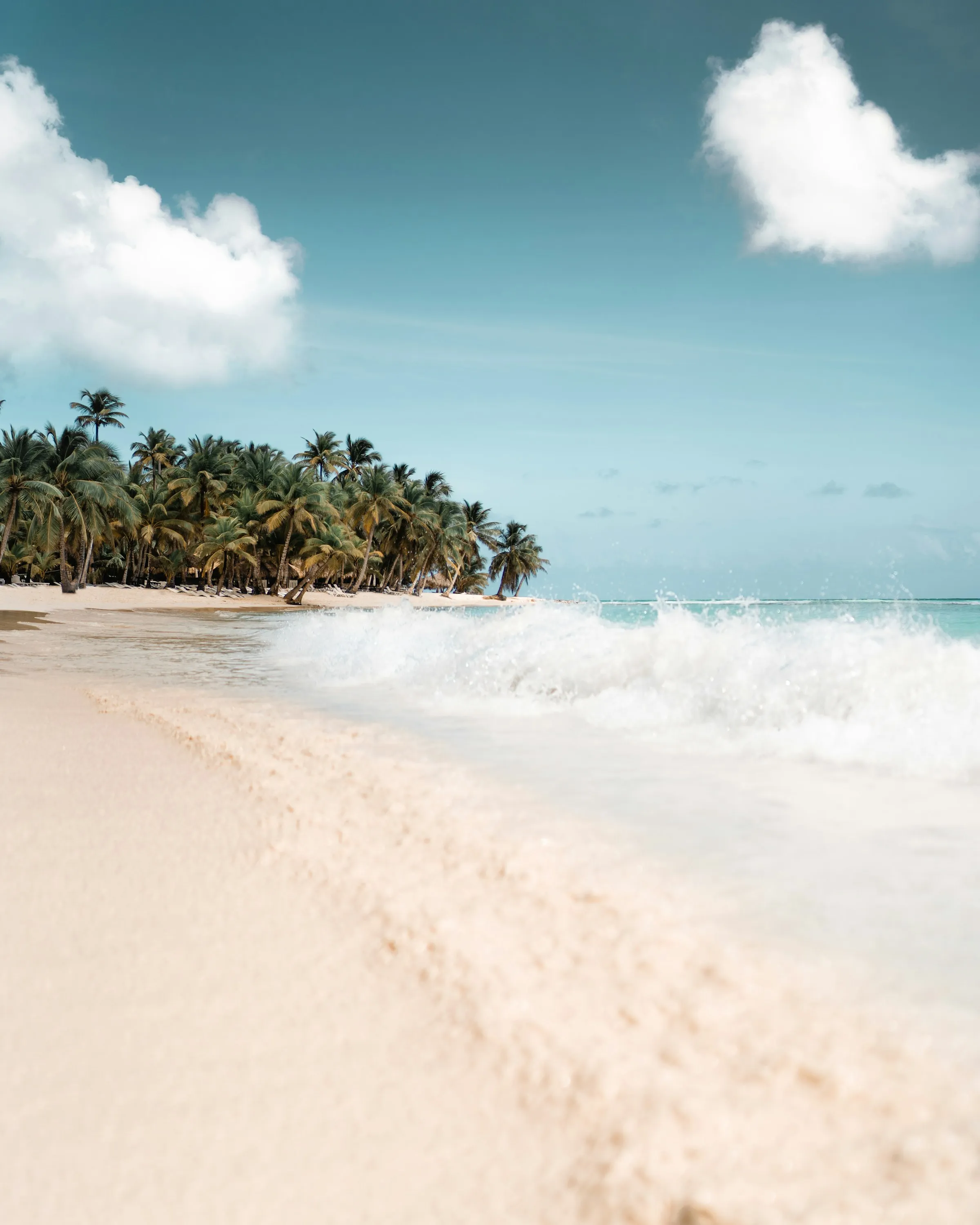 A gentle wave washing onto a palm-lined beach
