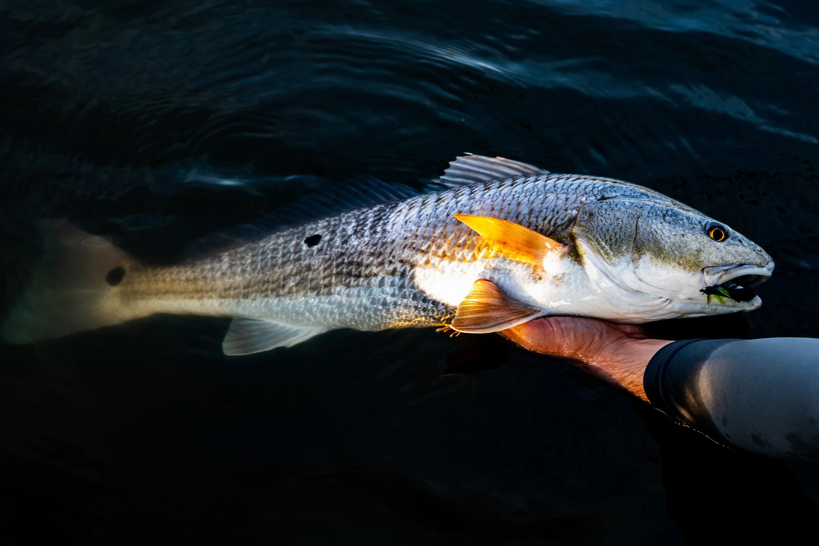 A tailing redfish held at the side of a skiff in Lowcountry water