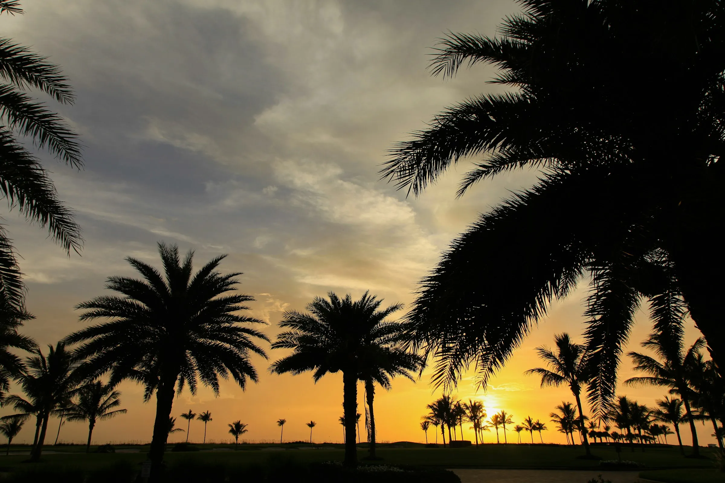 Palms silhouetted at sunset over a Florida golf course
